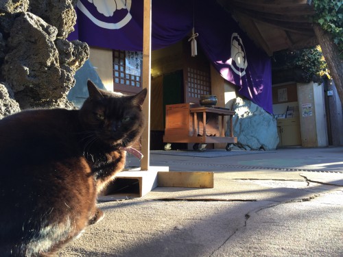慈恵院の涅槃会を見る猫