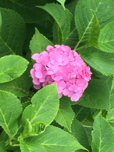 慈恵院の紫陽花