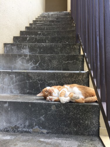 慈恵院の昼寝をしている猫