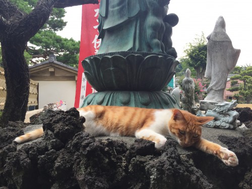 慈恵院の猫ミヤ