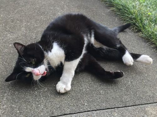 慈恵院の猫リン