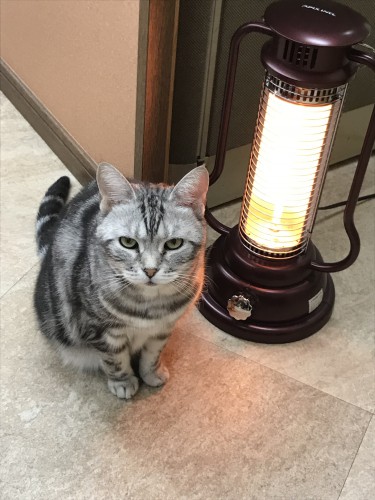 慈恵院の電熱ヒーターで暖まる猫