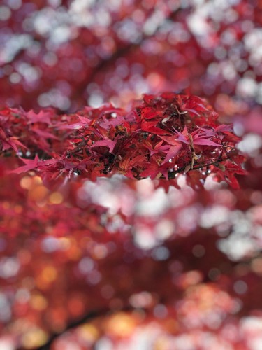 慈恵院の紅葉の絨毯