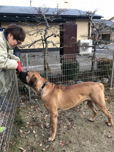 慈恵院に遊びに来た土佐犬