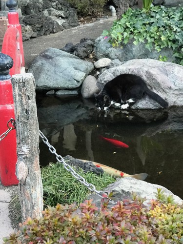 慈恵院の本堂前の池にいる猫みーちゃん