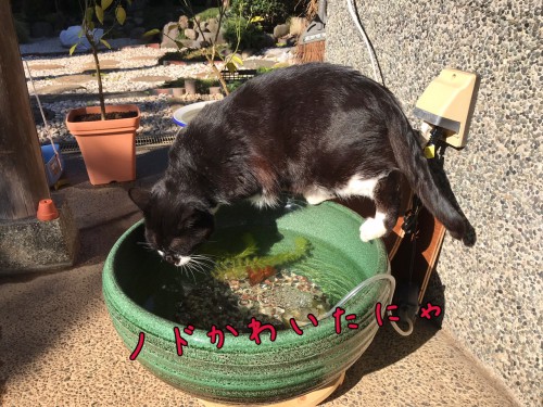 慈恵院のお花場にいる猫みーちゃん