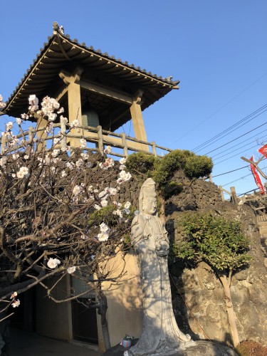 慈恵院の梅の花