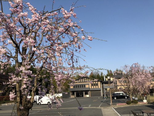 慈恵院の桜
