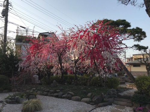 慈恵院のしだれ花桃