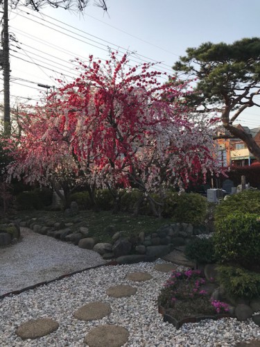 慈恵院のお花場にある花桃