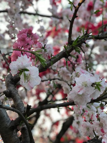 慈恵院の満開の花桃