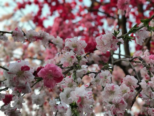 慈恵院の３色に咲く花桃