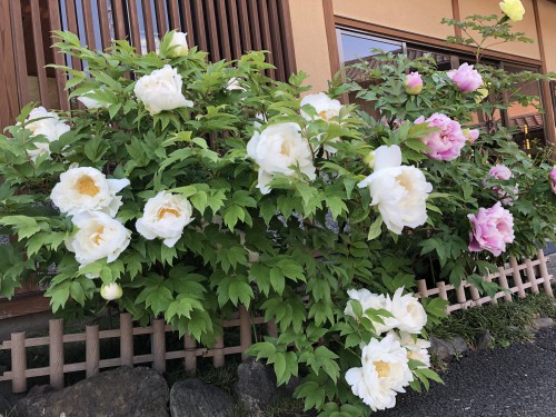 慈恵院の牡丹と芍薬