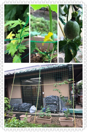 慈恵院の野菜栽培