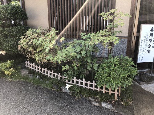 慈恵院の鉄砲百合の花