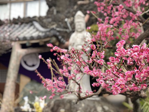 慈恵院の梅の花