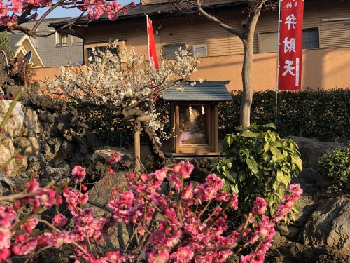 慈恵院の梅と桜