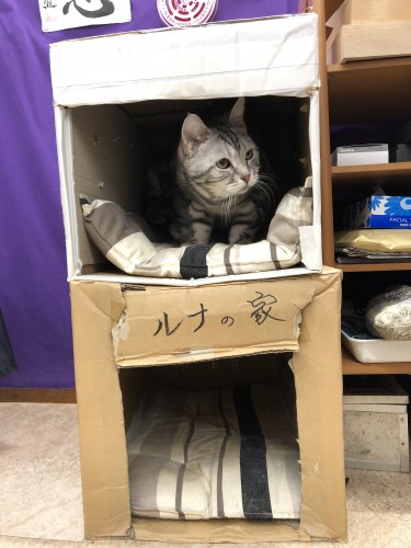 慈恵院の猫ルナ