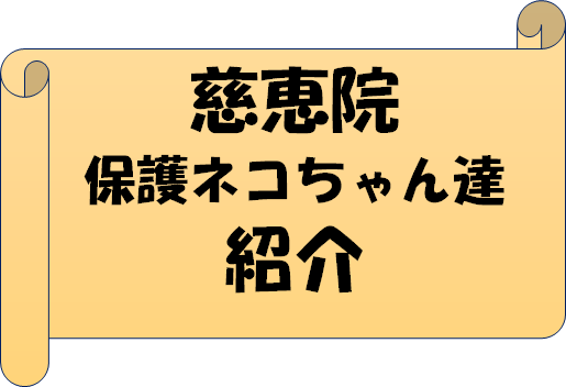 慈恵院の保護猫ちゃん達紹介