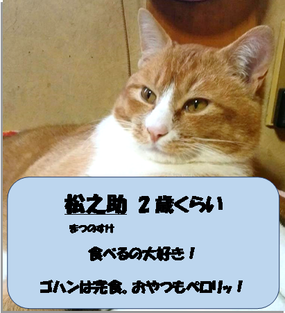 慈恵院の保護猫の松之助