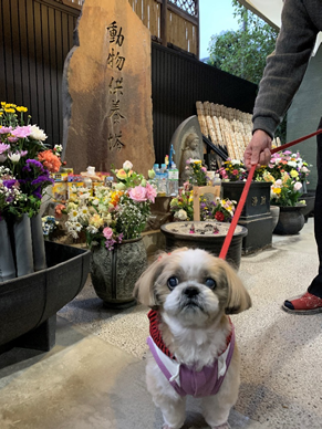 慈恵院の足立別院へお参りに来た花子ちゃん