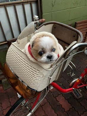 慈恵院へ来た花ちゃん