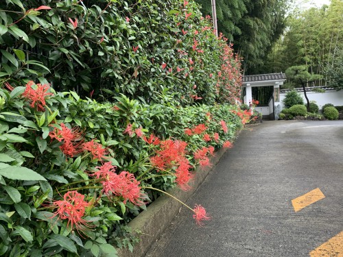 慈恵院の駐車場入り口の彼岸花