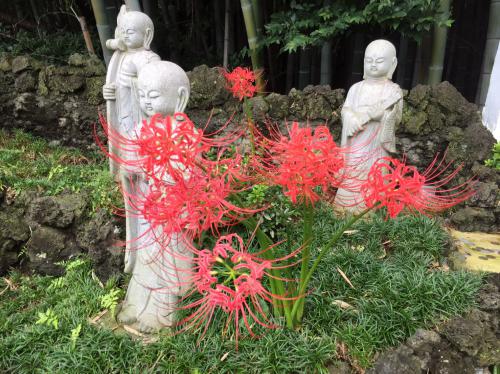 慈恵院の彼岸花