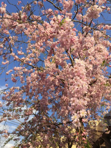 慈恵院のしだれ桜