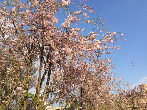 慈恵院の満開のしだれ桜