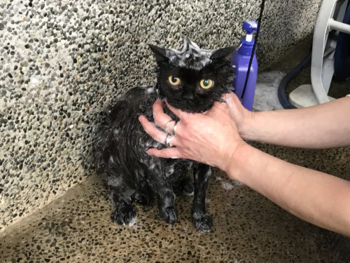 慈恵院の黒猫プリン