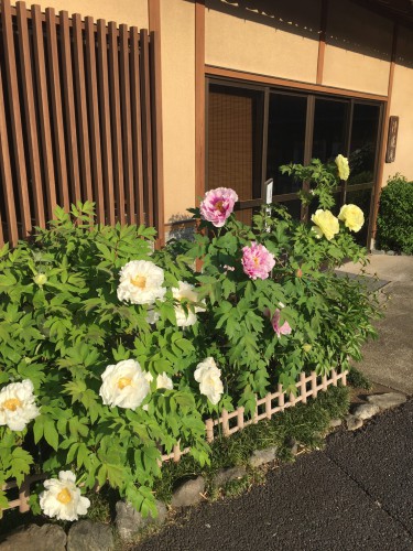 慈恵院の牡丹と芍薬