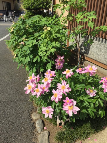 慈恵院の芍薬