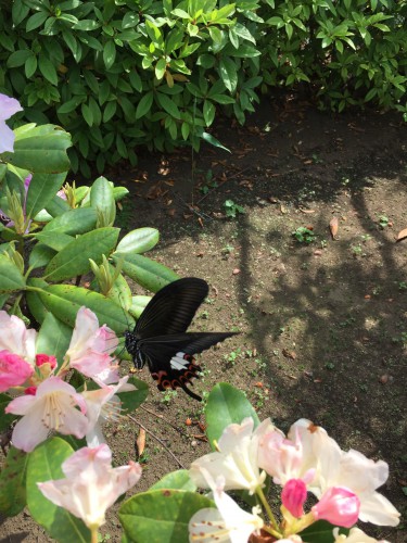 慈恵院の芍薬にとまる大きな蝶