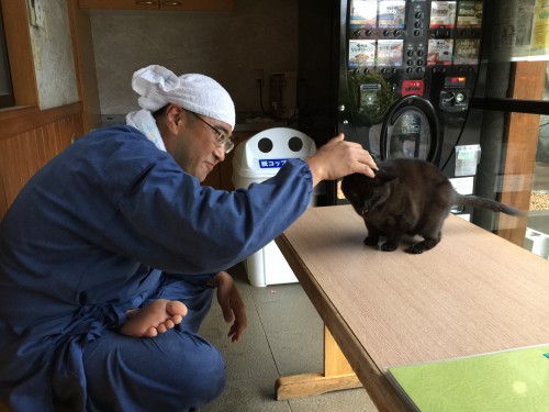 慈恵院の僧侶を元気づける猫