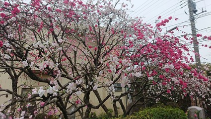 令和3年 春彼岸合同法要-お花