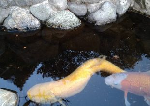 府中本山 草魚-1