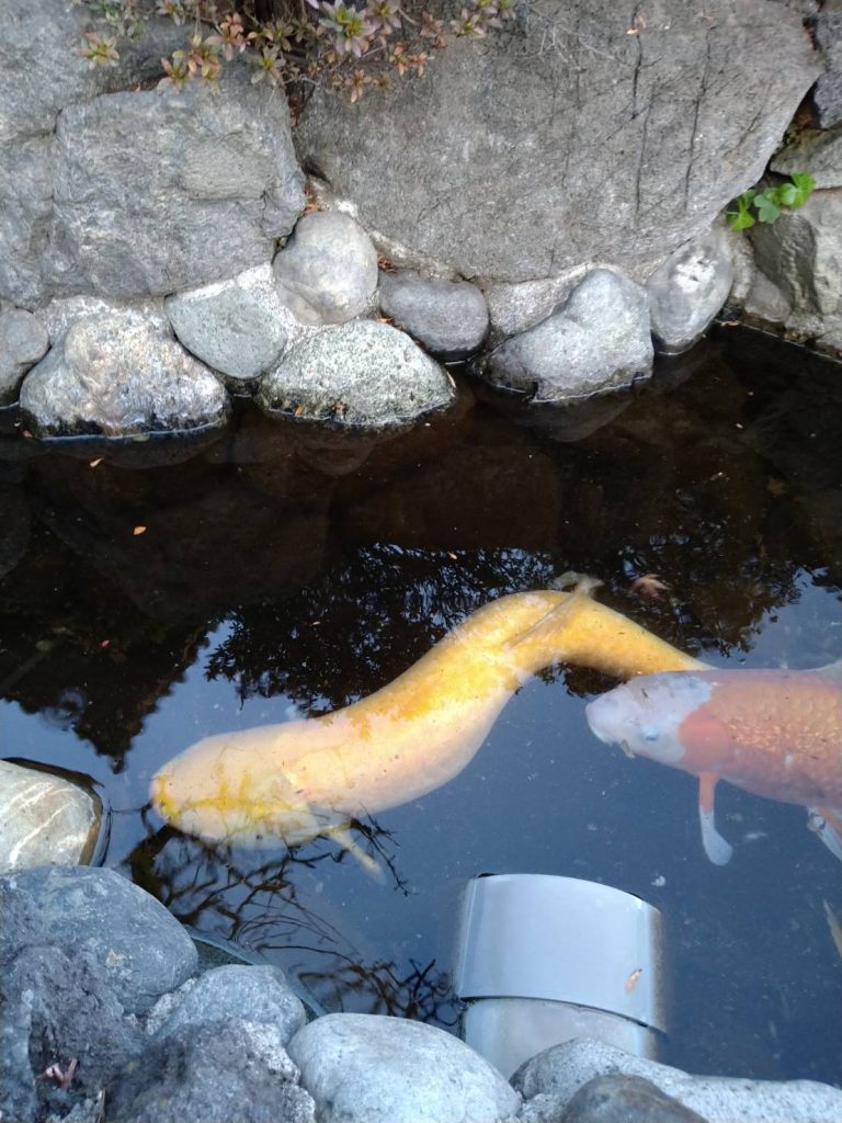 府中本山 草魚-1