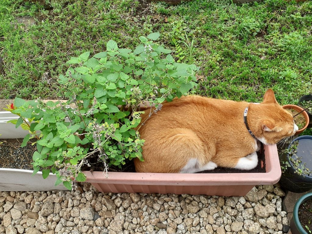 慈恵院の保護猫たち 2021年9月-1