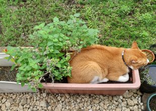 慈恵院の保護猫たち 2021年9月-1