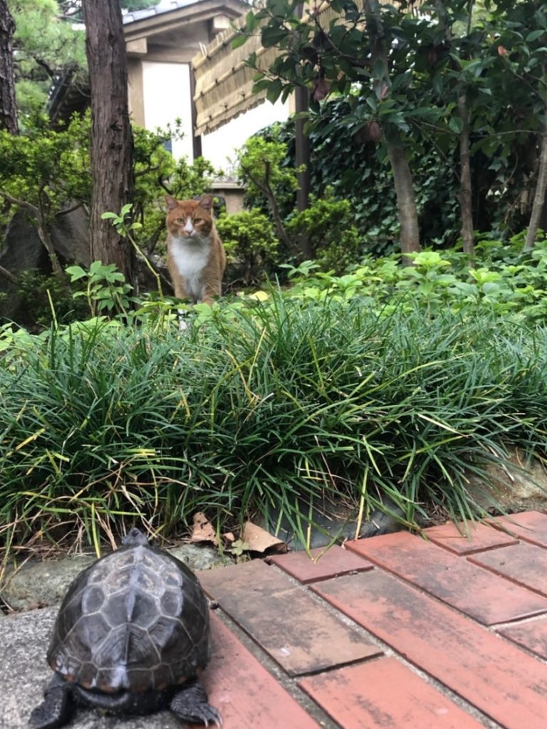 松之助とカルパッチョ