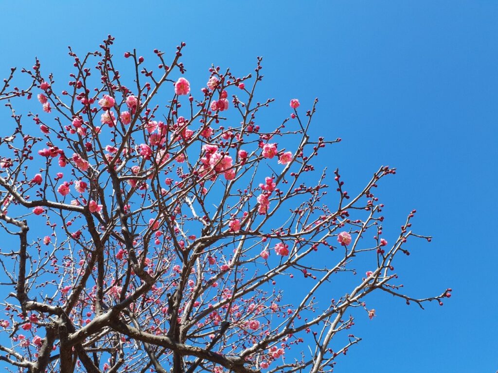 府中本山境内の『紅梅』開花までもう少しです。