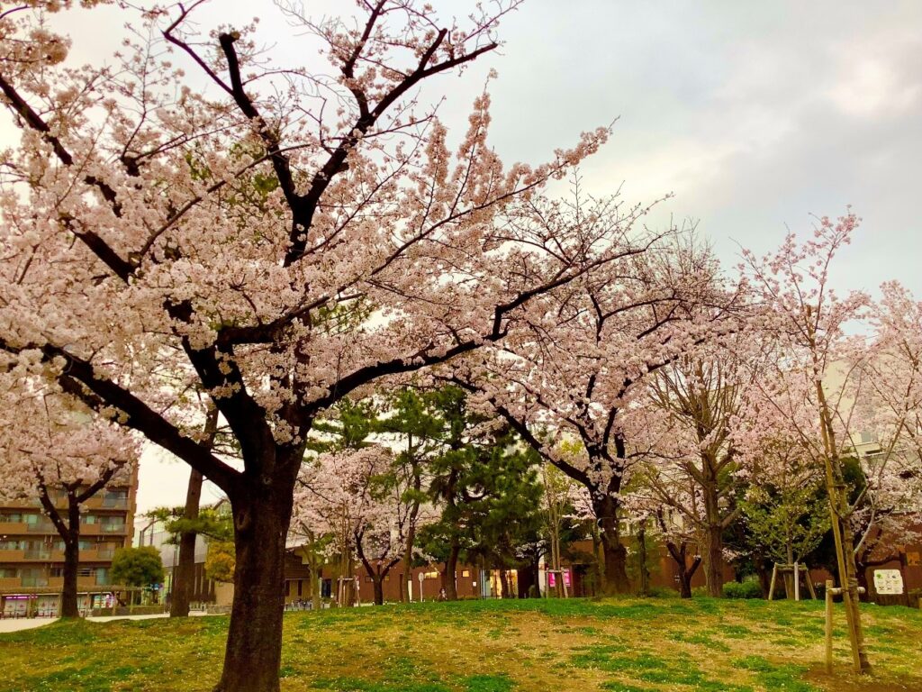 しょうぶ沼公園　足立別院近辺紹介-1　