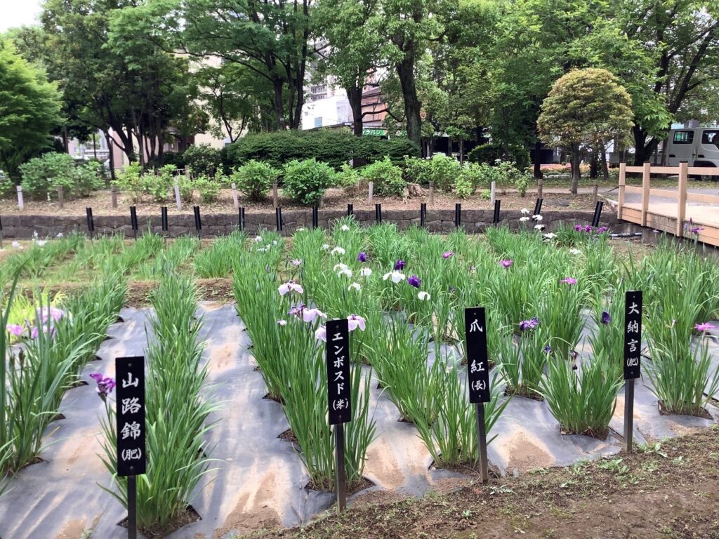 令和4年 5月19日 しょうぶ沼公園-1