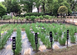 令和4年 5月19日 しょうぶ沼公園-1