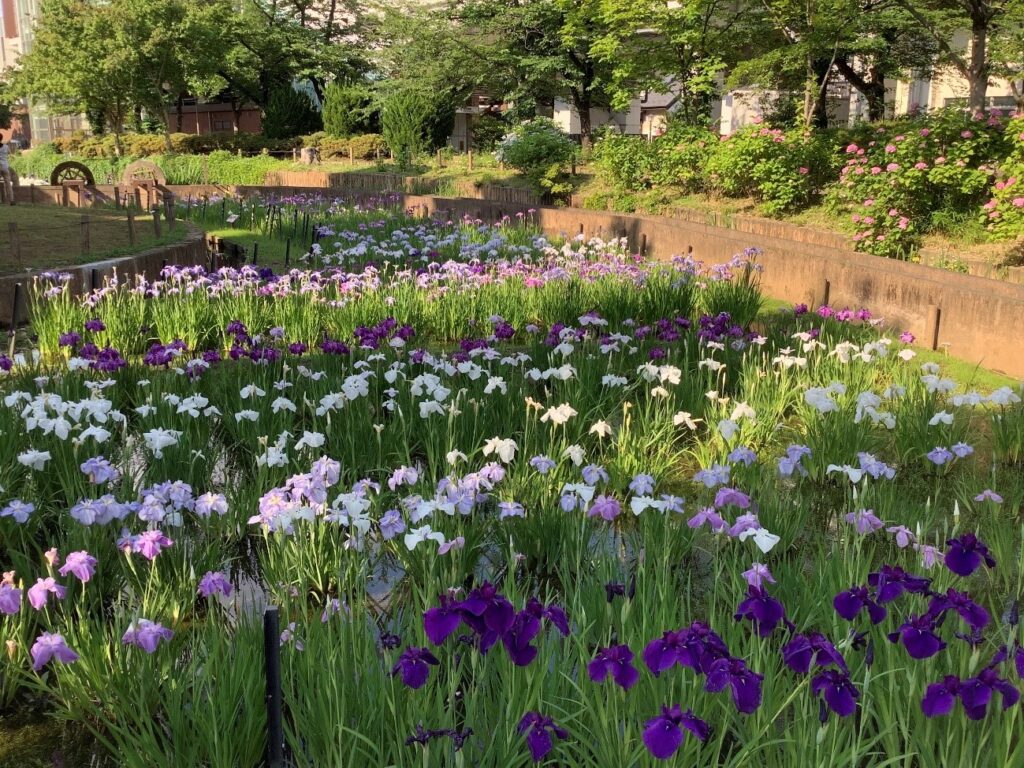 令和4年 しょうぶ沼公園 しょうぶの様子-4