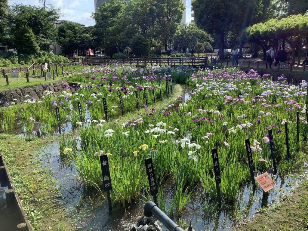 令和4年 しょうぶ沼公園 しょうぶの様子-1