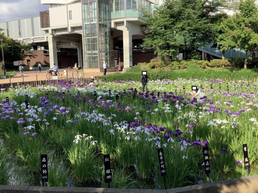 令和4年 しょうぶ沼公園 しょうぶの様子-3