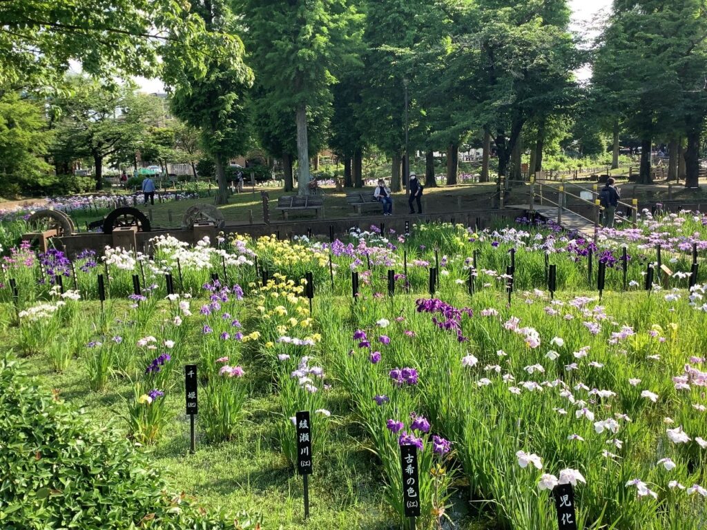 令和4年 しょうぶ沼公園 しょうぶの様子-5