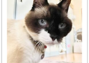 慈恵院の保護猫 チャム 17歳位-1